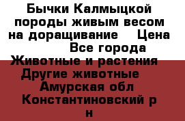 Бычки Калмыцкой породы живым весом на доращивание. › Цена ­ 135 - Все города Животные и растения » Другие животные   . Амурская обл.,Константиновский р-н